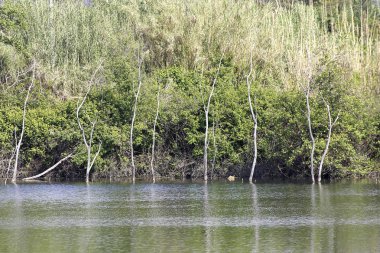 Bozzi saudini küçük bir göl 