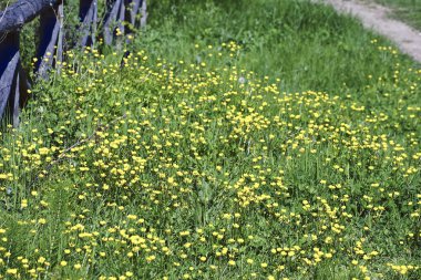 bir çayırda sarı düğün çiçeği
