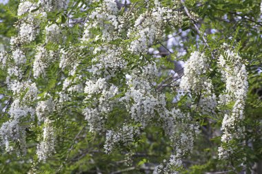 akasya çiçek ile bitki