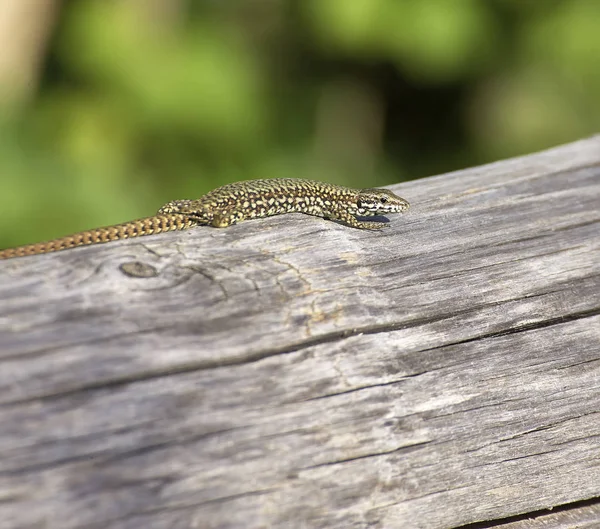 Detail of a lizard — Stock Photo, Image
