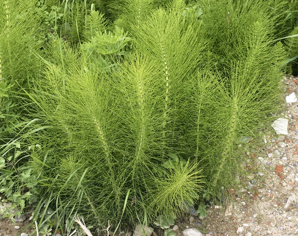 Equisetum arvense. Cola de caballo. Equisetum. Hierba de serpiente. Puzzlegras Imágenes de stock libres de derechos