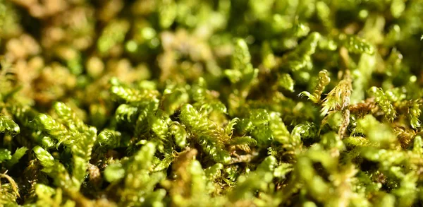 Moss on top a rock — Stock Photo, Image