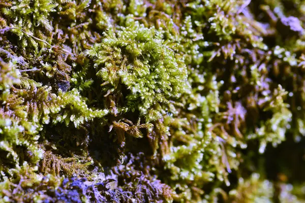 岩石上的苔藓 — 图库照片