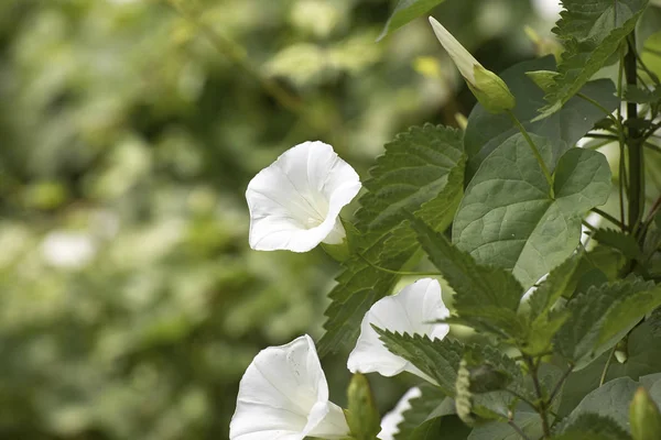 Détail de Calystegia sepium — Photo