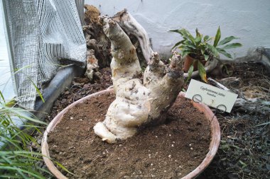 cyphostemma juttae detay