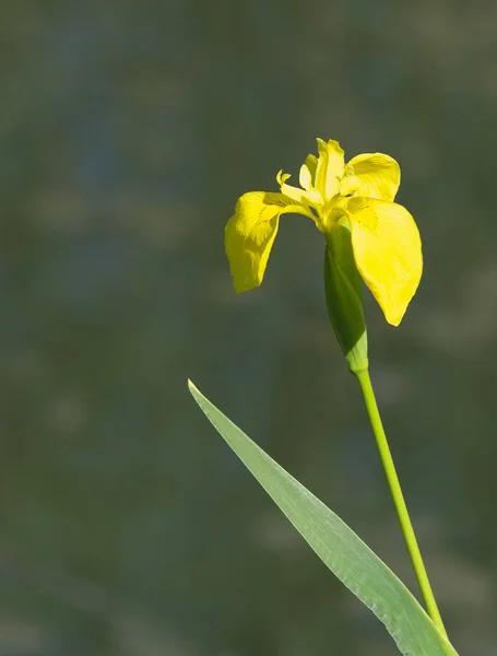 Iris amarillo en un jardín — Foto de Stock