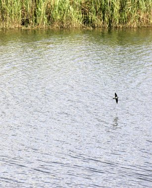 bir kırlangıç detay