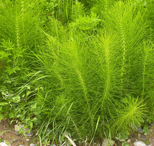 Equisetum arvense. Horsetail. Equisetum. Snake grass. Puzzlegras — Stock Photo, Image