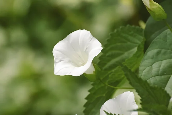 Détail de Calystegia — Photo