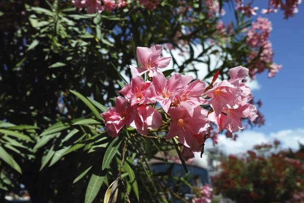 Detai lof pink oleander — Stock Photo, Image