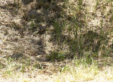 ispinoz (fringilla coelebs), 