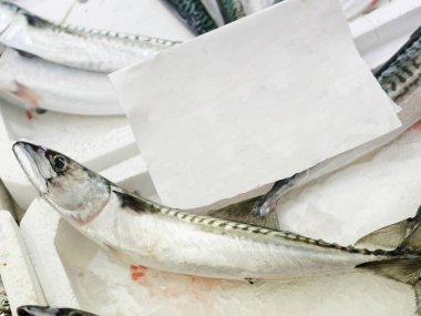 bir pazarda taze uskumru