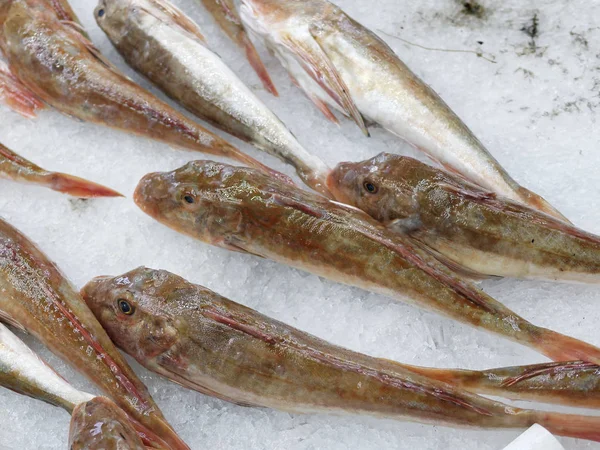 얼음에 신선한 원시 빨간 gurnards 물고기의 다양 한 — 스톡 사진