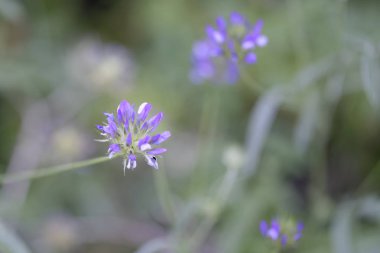 Bir kır çiçeği (Bituminaria bituminosa macrophotography)