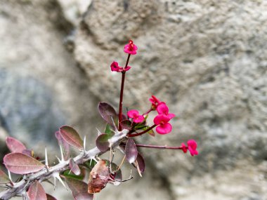 Kırmızı Euphorbia milii çiçek