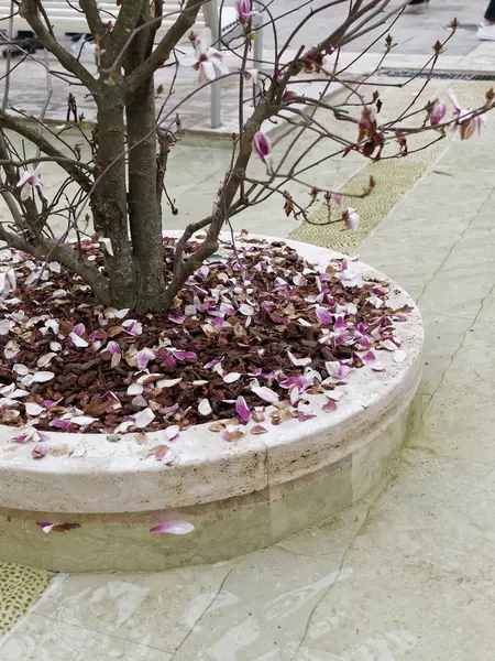 Detalj av japansk magnolia i piazza vcerdi — Stockfoto