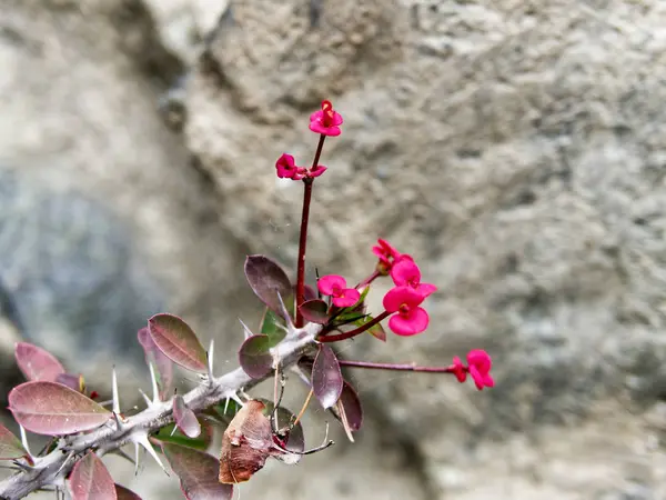 Kırmızı Euphorbia milii çiçek