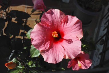 ayrıntı Ibiscus çiçek