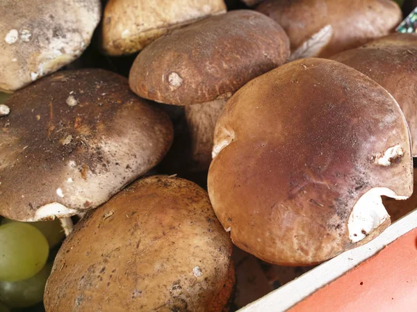  mantar boletus mantarı