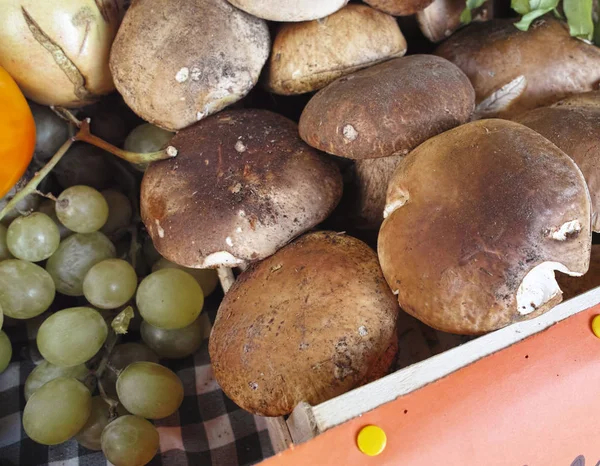 Boletus edulis de setas —  Fotos de Stock