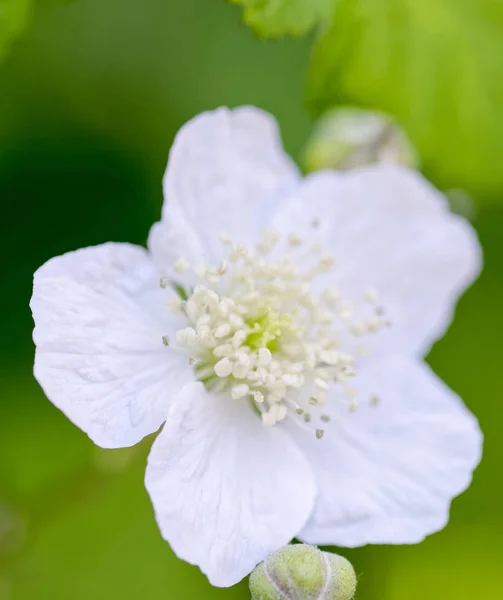 Detail of a wild rose — Stock Photo, Image