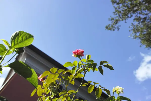 Rosa Rosa en un jardín —  Fotos de Stock