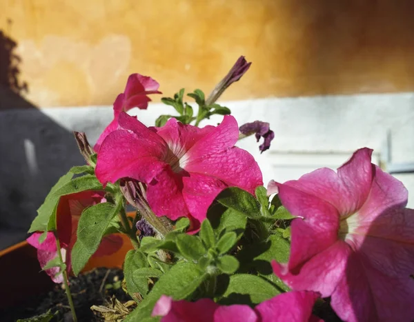 Détail des fleurs primula — Photo