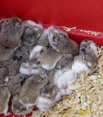 ayrıntı Rus hamster 