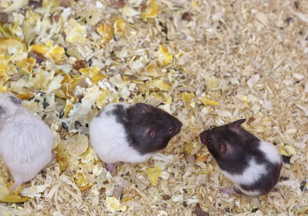 Detail des russischen Hamsters — Stockfoto