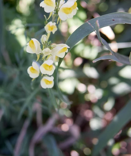 Linaria vulgaris - bunga kuning pucat yang tumbuh liar — Stok Foto