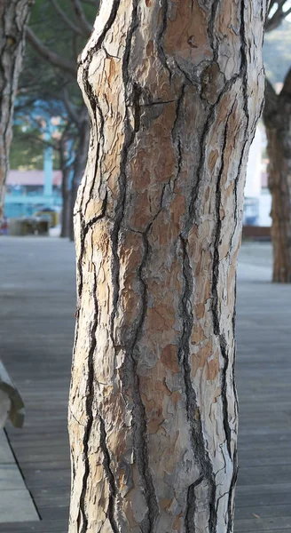 Bir şehir parkı ağacının ayrıntı — Stok fotoğraf