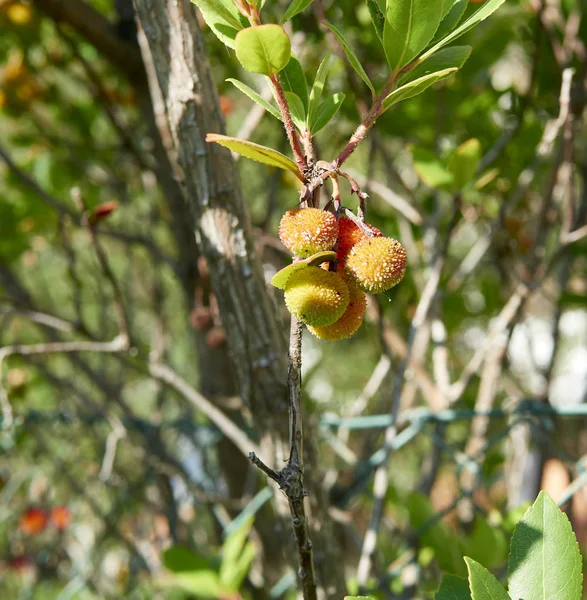 Erdbeerbaum - Corbezzolo — Stockfoto