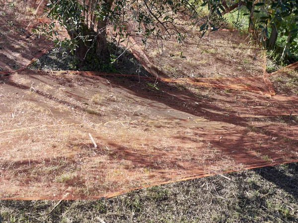 Bosque vivo no dia da colheita da azeitona. no chão pode ser — Fotografia de Stock