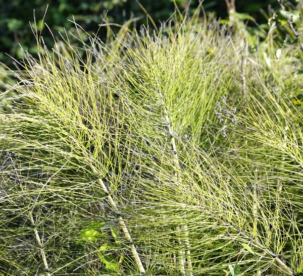 Equisetum arvense. Horsetail. Equisetum. Snake grass. Puzzlegras — Stock Photo, Image