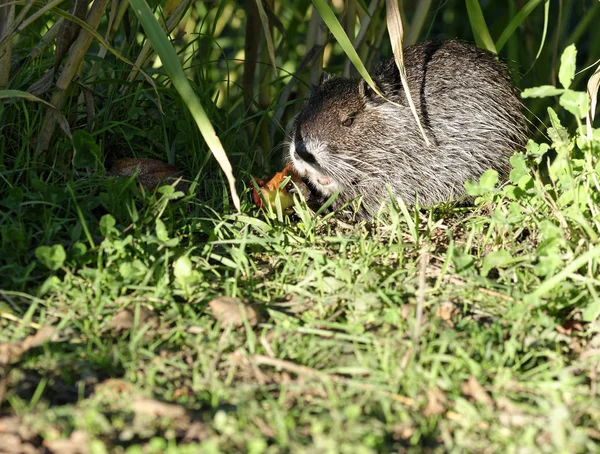 Подробности Myocastor coypus, одинокое млекопитающее в воде — стоковое фото