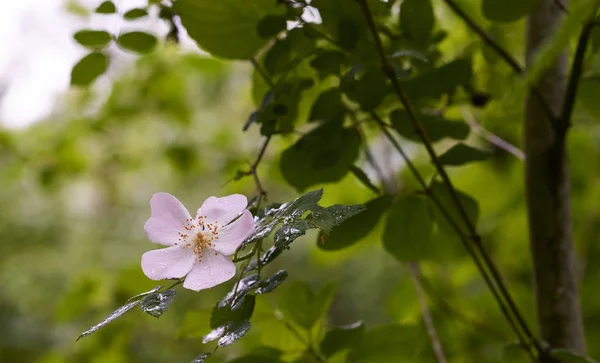 Detalhe de uma rosa selvagem — Fotografia de Stock
