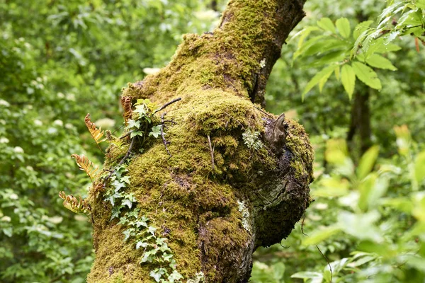 Musgo na árvore — Fotografia de Stock