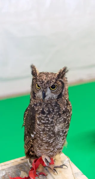 Detalj av en uggla — Stockfoto