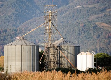 süt çiftliği bir çayırda