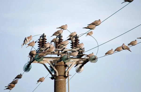 在高压电缆上栖息着许多龟鸽 — 图库照片