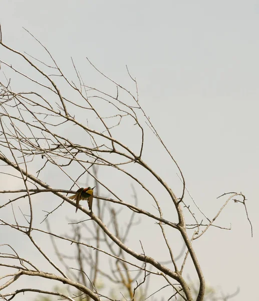 Detalhe de Merops apiaster — Fotografia de Stock