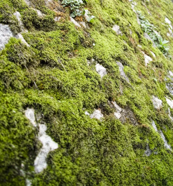 岩石上的苔藓 — 图库照片