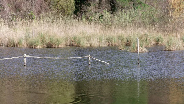 Naturschutzgebiet, Oase Lipu Massaciuccoli, Lucca, Toskana — Stockfoto