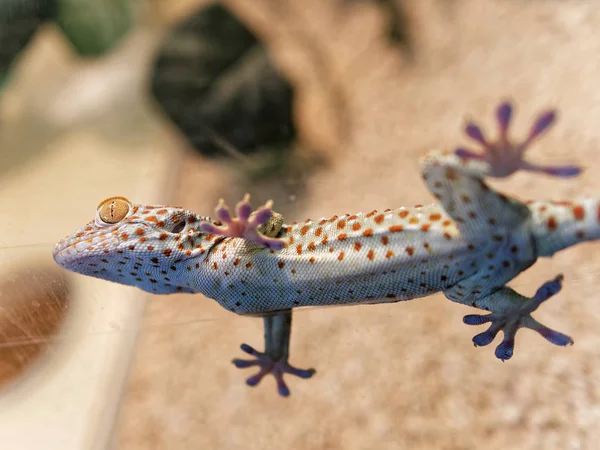 Részletes, gekko gekko — Stock Fotó