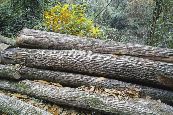 Порубленное дерево — стоковое фото