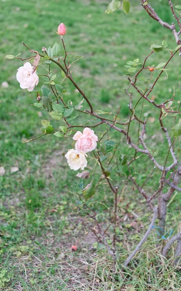 Pink rose in a garden — Stock Photo, Image