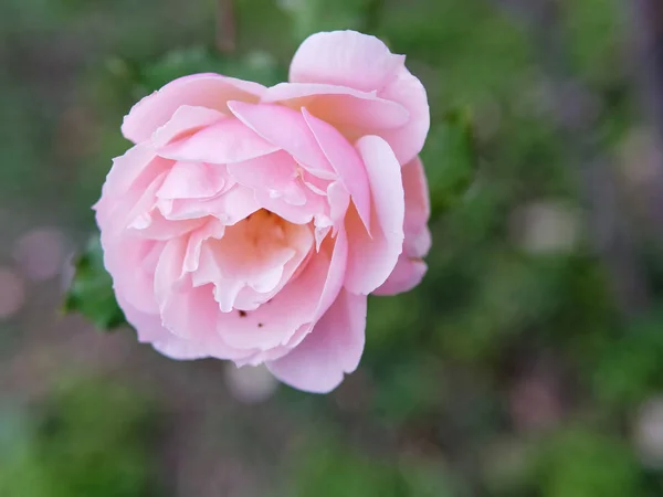 Rosa Rosa em um jardim — Fotografia de Stock