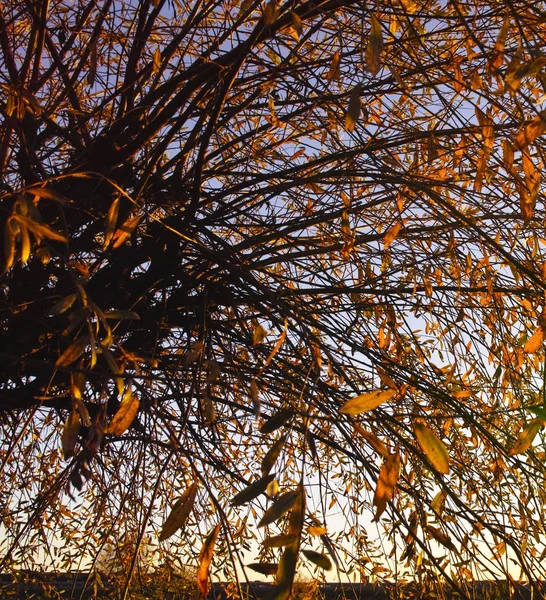 Feuillage d'automne en appennino italien — Photo