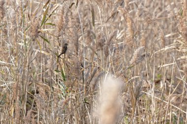 House serçe Gölü bitki içinde