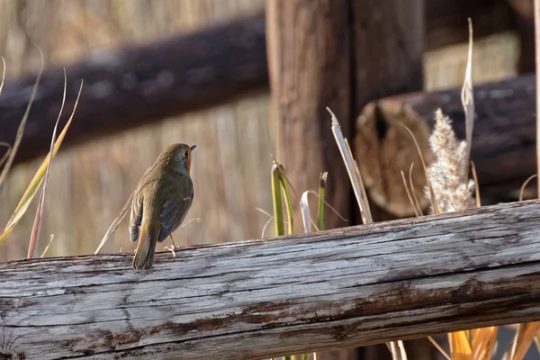 Detail of a robin — Stock Photo, Image